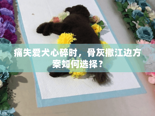 痛失爱犬心碎时，骨灰撒江边方案如何选择？