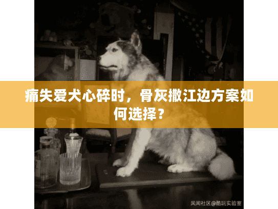 痛失爱犬心碎时，骨灰撒江边方案如何选择？