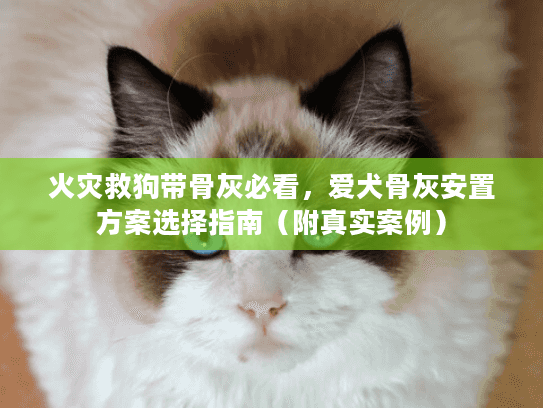 火灾救狗带骨灰必看，爱犬骨灰安置方案选择指南（附真实案例）
