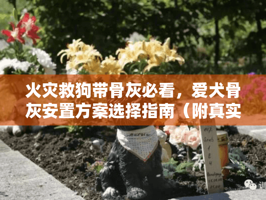 火灾救狗带骨灰必看，爱犬骨灰安置方案选择指南（附真实案例）