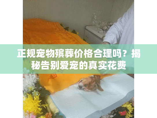 正规宠物殡葬价格合理吗？揭秘告别爱宠的真实花费