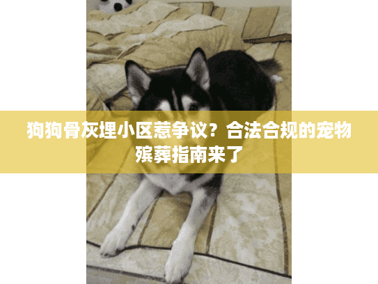 狗狗骨灰埋小区惹争议？合法合规的宠物殡葬指南来了