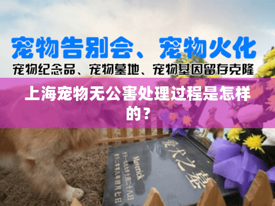 上海宠物无公害处理过程是怎样的？