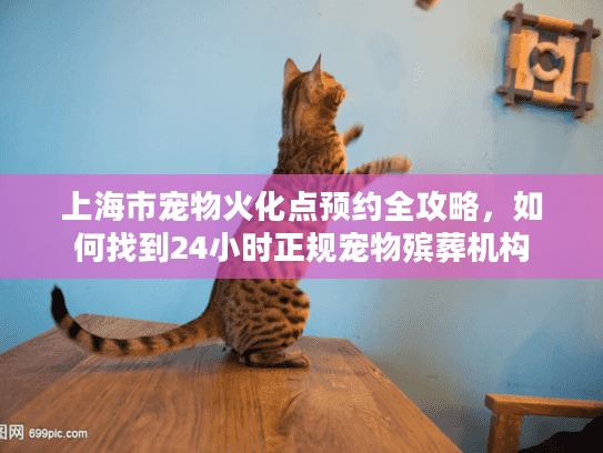 上海市宠物火化点预约全攻略，如何找到24小时正规宠物殡葬机构