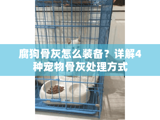 腐狗骨灰怎么装备？详解4种宠物骨灰处理方式