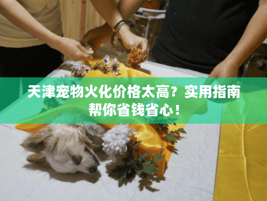 天津宠物火化价格太高？实用指南帮你省钱省心！