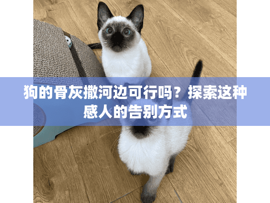 狗的骨灰撒河边可行吗？探索这种感人的告别方式