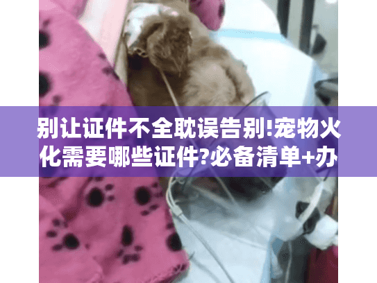 别让证件不全耽误告别!宠物火化需要哪些证件?必备清单+办理指南