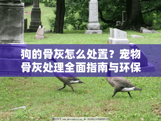 狗的骨灰怎么处置？宠物骨灰处理全面指南与环保情感方案解析