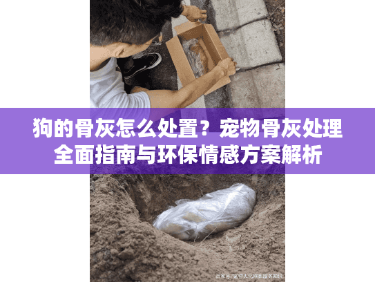狗的骨灰怎么处置？宠物骨灰处理全面指南与环保情感方案解析