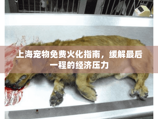 上海宠物免费火化指南，缓解最后一程的经济压力