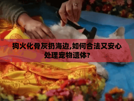 狗火化骨灰扔海边,如何合法又安心处理宠物遗体?