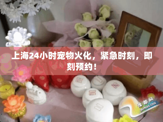 上海24小时宠物火化，紧急时刻，即刻预约！
