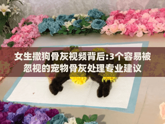 女生撒狗骨灰视频背后:3个容易被忽视的宠物骨灰处理专业建议
