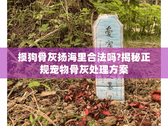 损狗骨灰扬海里合法吗?揭秘正规宠物骨灰处理方案