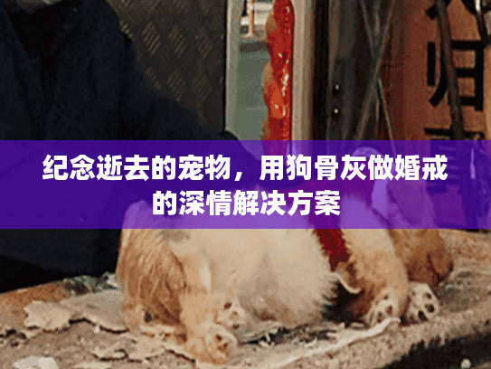 纪念逝去的宠物，用狗骨灰做婚戒的深情解决方案