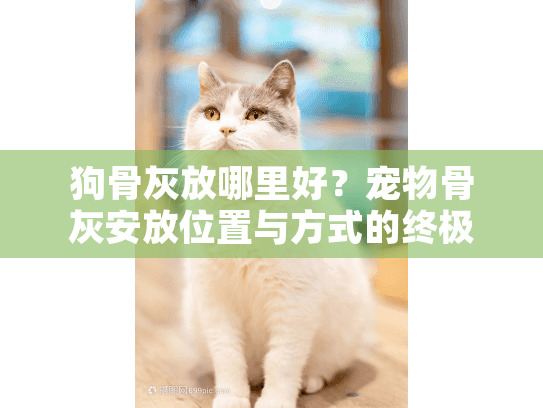 狗骨灰放哪里好？宠物骨灰安放位置与方式的终极指南