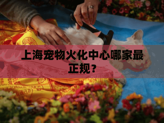 上海宠物火化中心哪家最正规？