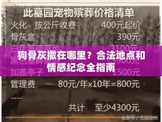 狗骨灰撒在哪里？合法地点和情感纪念全指南