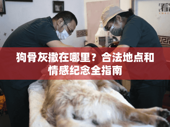 狗骨灰撒在哪里？合法地点和情感纪念全指南