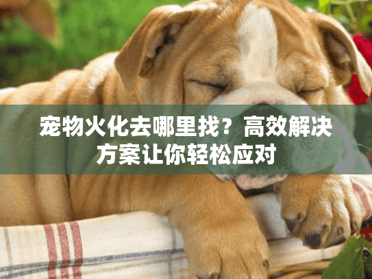 宠物火化去哪里找？高效解决方案让你轻松应对