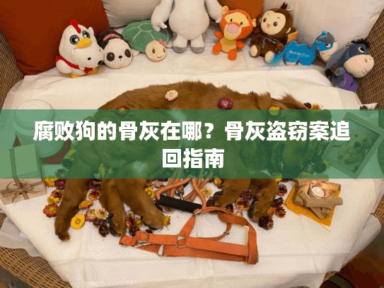 腐败狗的骨灰在哪？骨灰盗窃案追回指南