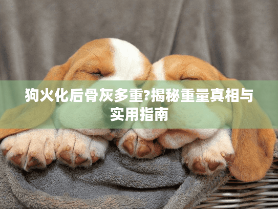 狗火化后骨灰多重?揭秘重量真相与实用指南