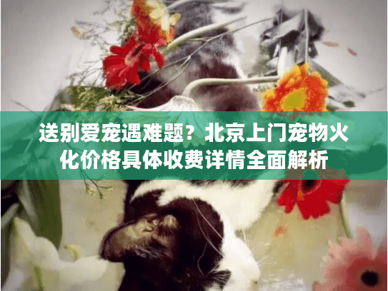 送别爱宠遇难题？北京上门宠物火化价格具体收费详情全面解析