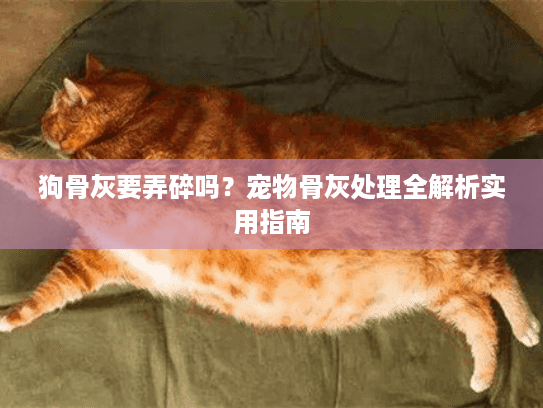狗骨灰要弄碎吗？宠物骨灰处理全解析实用指南