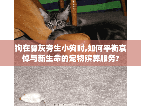 狗在骨灰旁生小狗时,如何平衡哀悼与新生命的宠物殡葬服务?