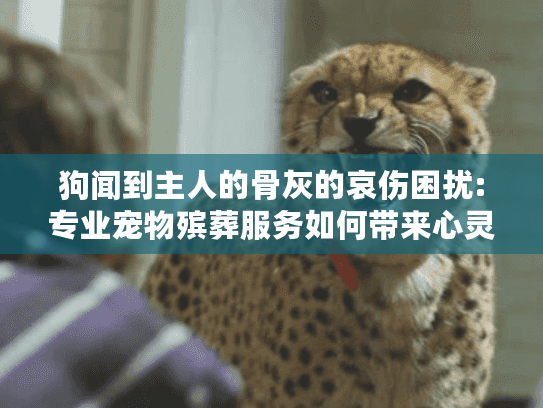 狗闻到主人的骨灰的哀伤困扰:专业宠物殡葬服务如何带来心灵慰藉