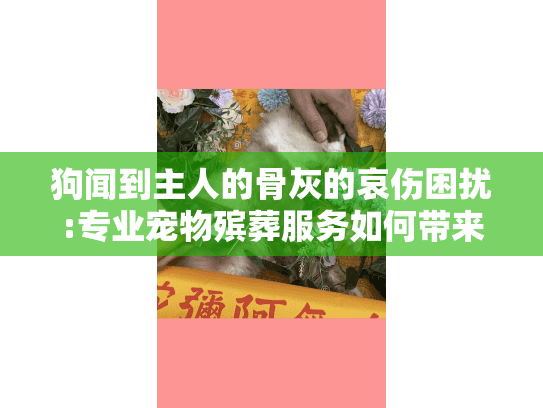 狗闻到主人的骨灰的哀伤困扰:专业宠物殡葬服务如何带来心灵慰藉