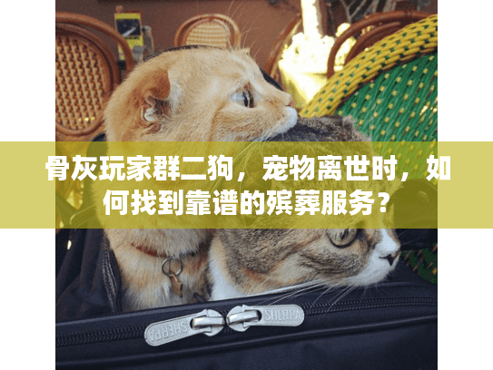 骨灰玩家群二狗，宠物离世时，如何找到靠谱的殡葬服务？
