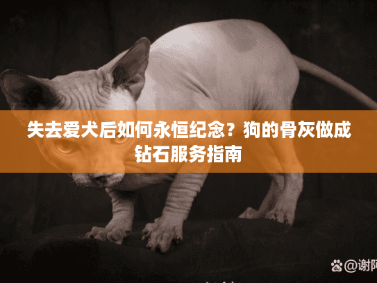 失去爱犬后如何永恒纪念？狗的骨灰做成钻石服务指南
