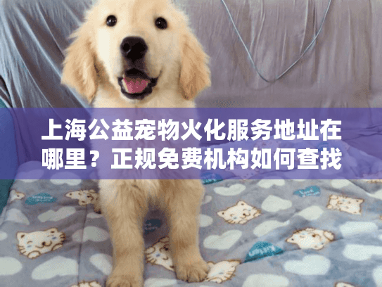上海公益宠物火化服务地址在哪里？正规免费机构如何查找