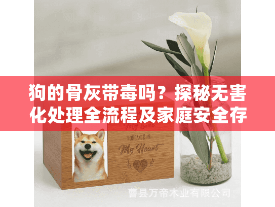 狗的骨灰带毒吗？探秘无害化处理全流程及家庭安全存放方案