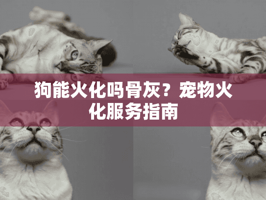 狗能火化吗骨灰？宠物火化服务指南