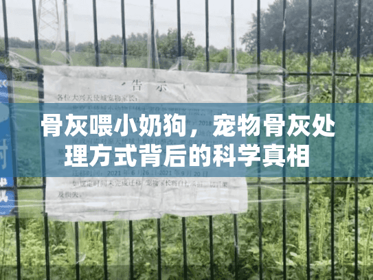 骨灰喂小奶狗，宠物骨灰处理方式背后的科学真相
