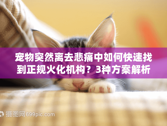 宠物突然离去悲痛中如何快速找到正规火化机构？3种方案解析