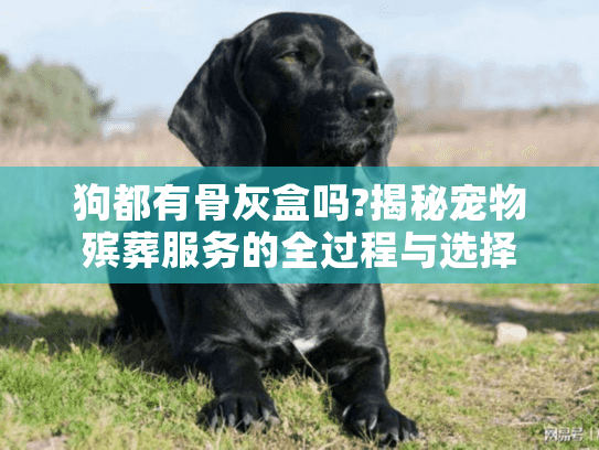 狗都有骨灰盒吗?揭秘宠物殡葬服务的全过程与选择