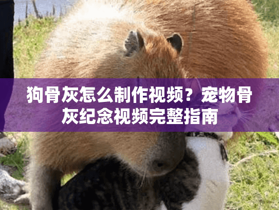 狗骨灰怎么制作视频？宠物骨灰纪念视频完整指南