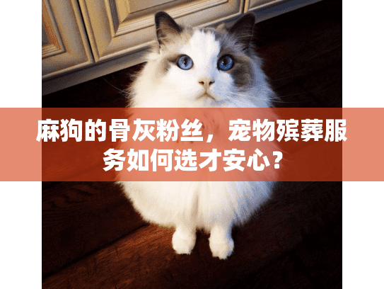 麻狗的骨灰粉丝，宠物殡葬服务如何选才安心？