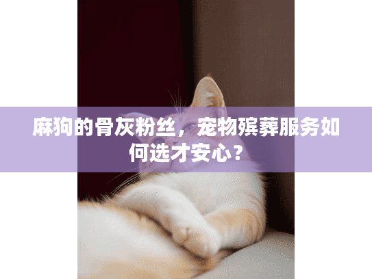 麻狗的骨灰粉丝，宠物殡葬服务如何选才安心？