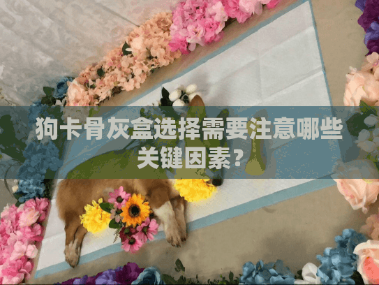 狗卡骨灰盒选择需要注意哪些关键因素？