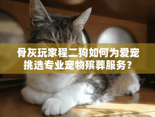 骨灰玩家程二狗如何为爱宠挑选专业宠物殡葬服务？