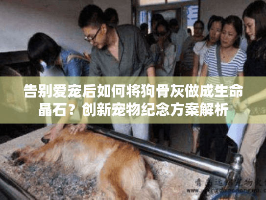 告别爱宠后如何将狗骨灰做成生命晶石？创新宠物纪念方案解析