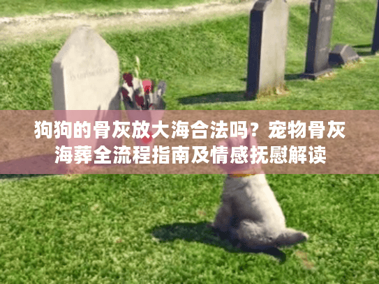 狗狗的骨灰放大海合法吗？宠物骨灰海葬全流程指南及情感抚慰解读