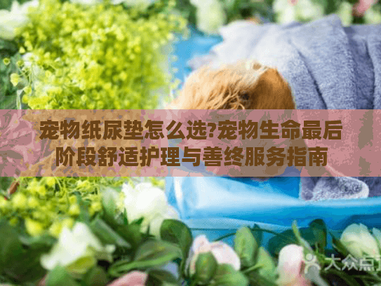 宠物纸尿垫怎么选?宠物生命最后阶段舒适护理与善终服务指南