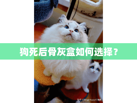 狗死后骨灰盒如何选择？