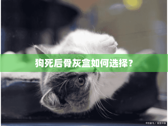 狗死后骨灰盒如何选择？